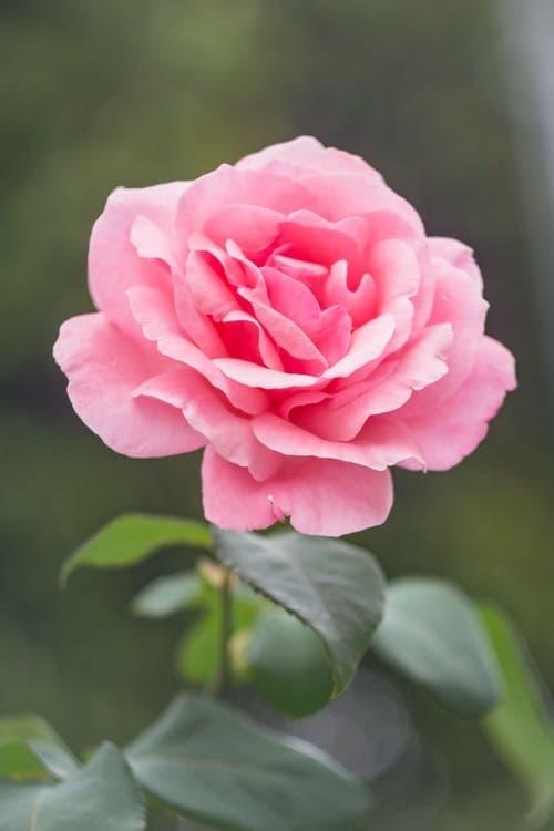 CeciliaOlsen banner image
