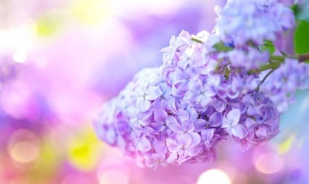 LilacBumps banner image