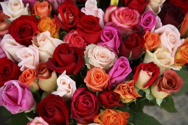 Mistress Satin Rose banner image