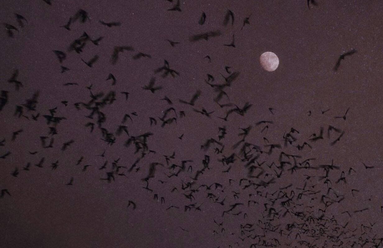 Soph - COMING BACK VERY SOON🦇 banner image