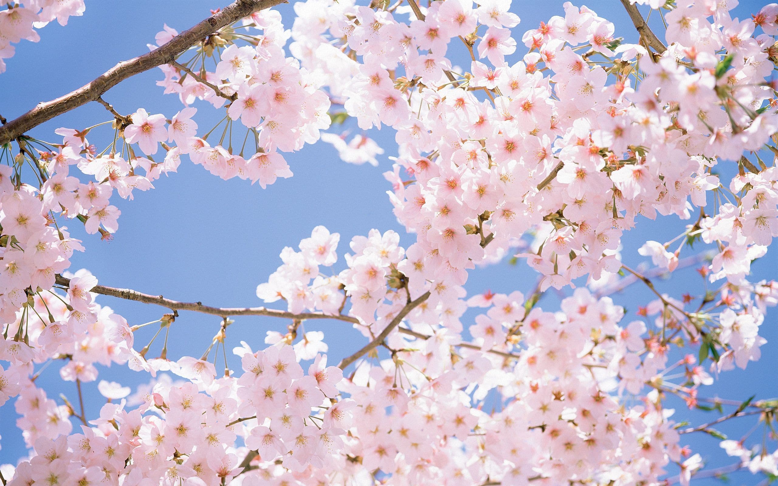 kenZ banner image