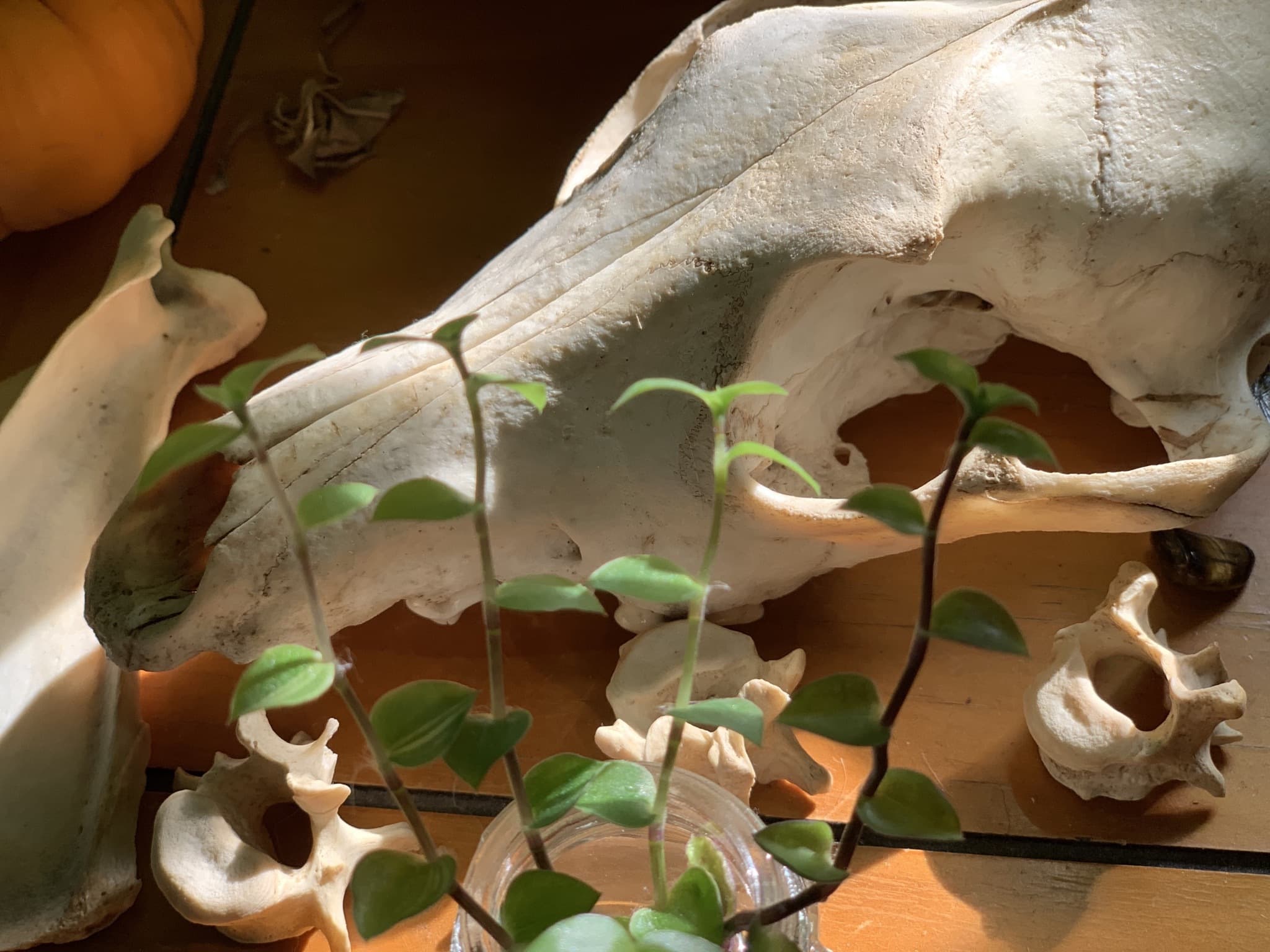 pup 🌿 banner image