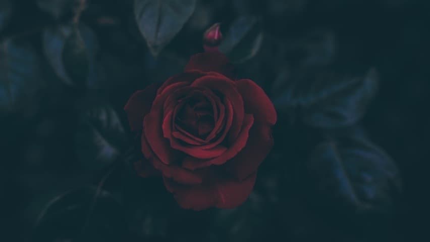 Rosalineebaeee banner image