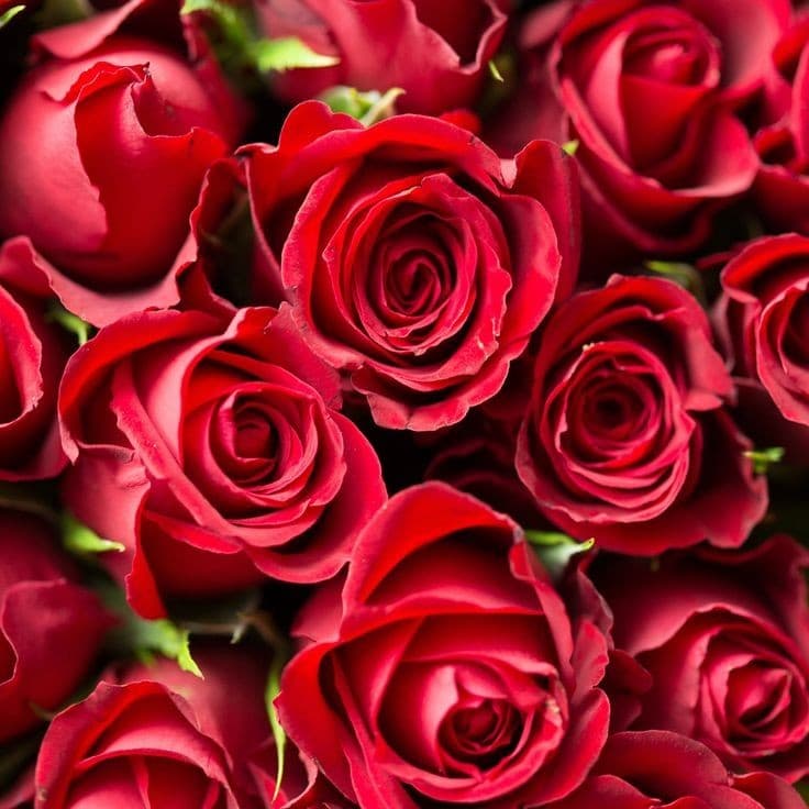 Rose Avery banner image