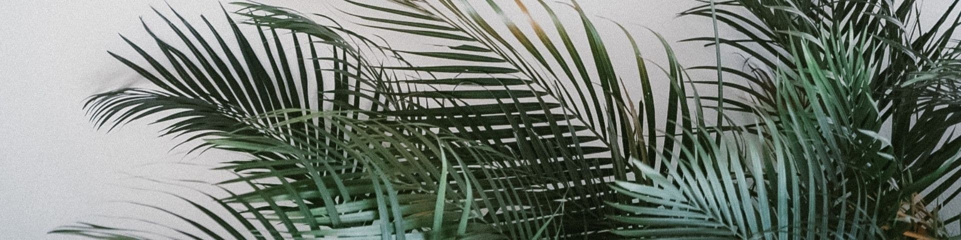 Ally banner image