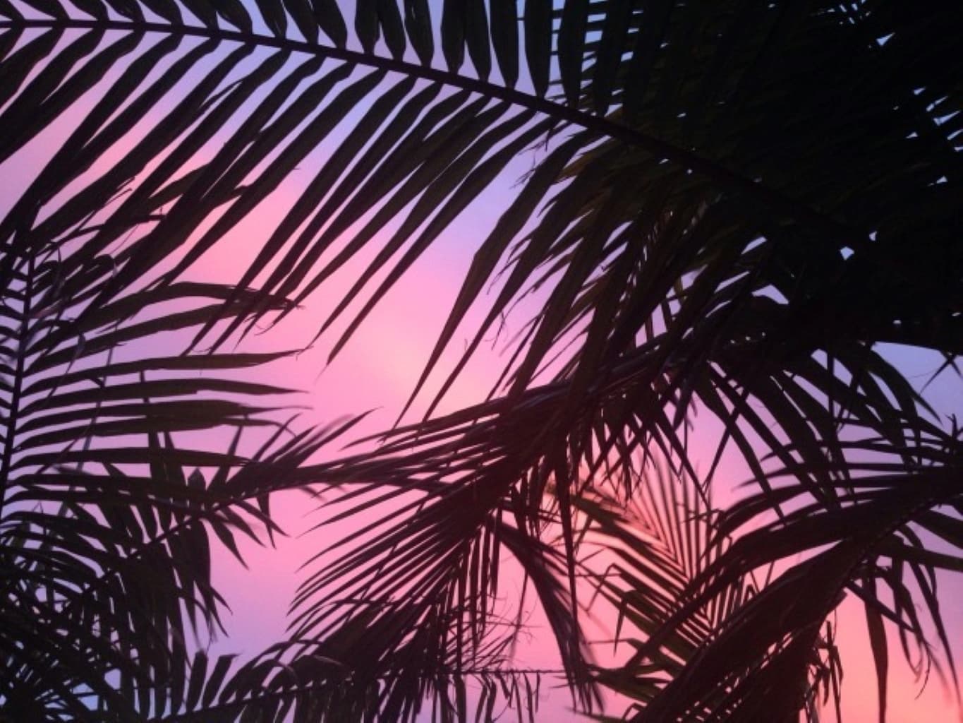 Prickly banner image