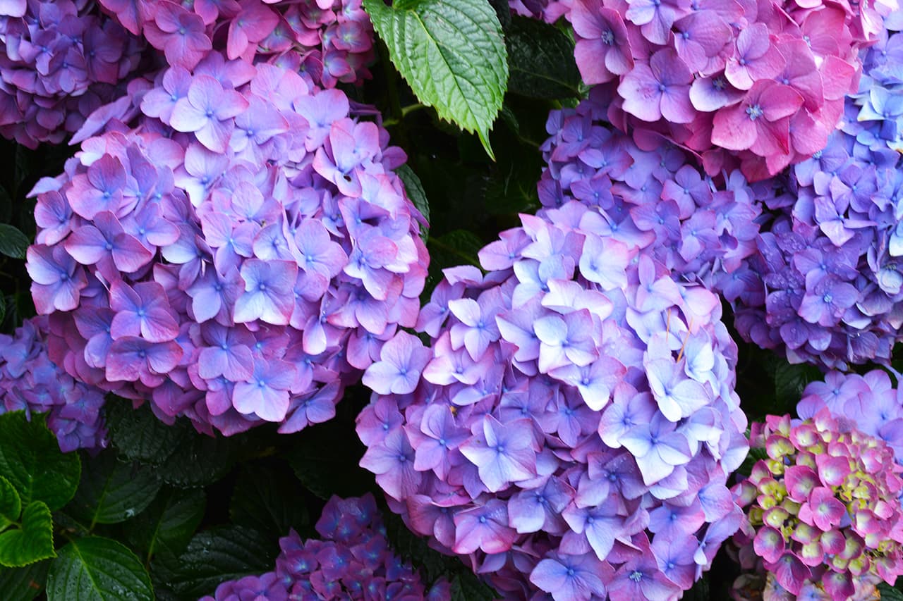 Ambrosia Faeth banner image