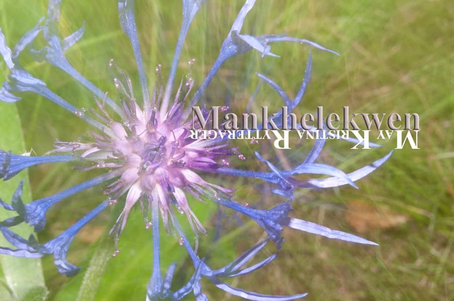 Mankhelekwen banner image