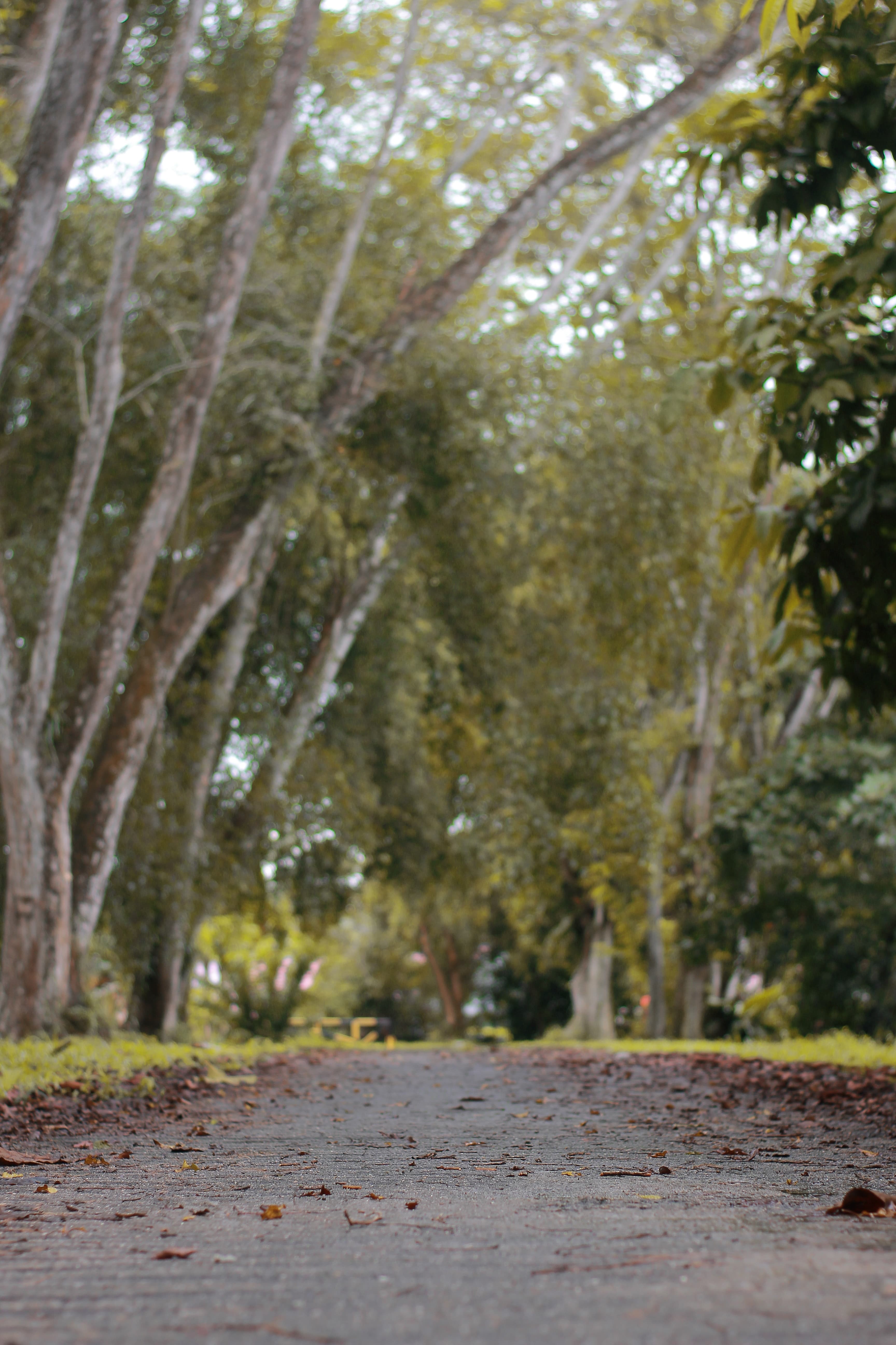 Thiny Asian banner image