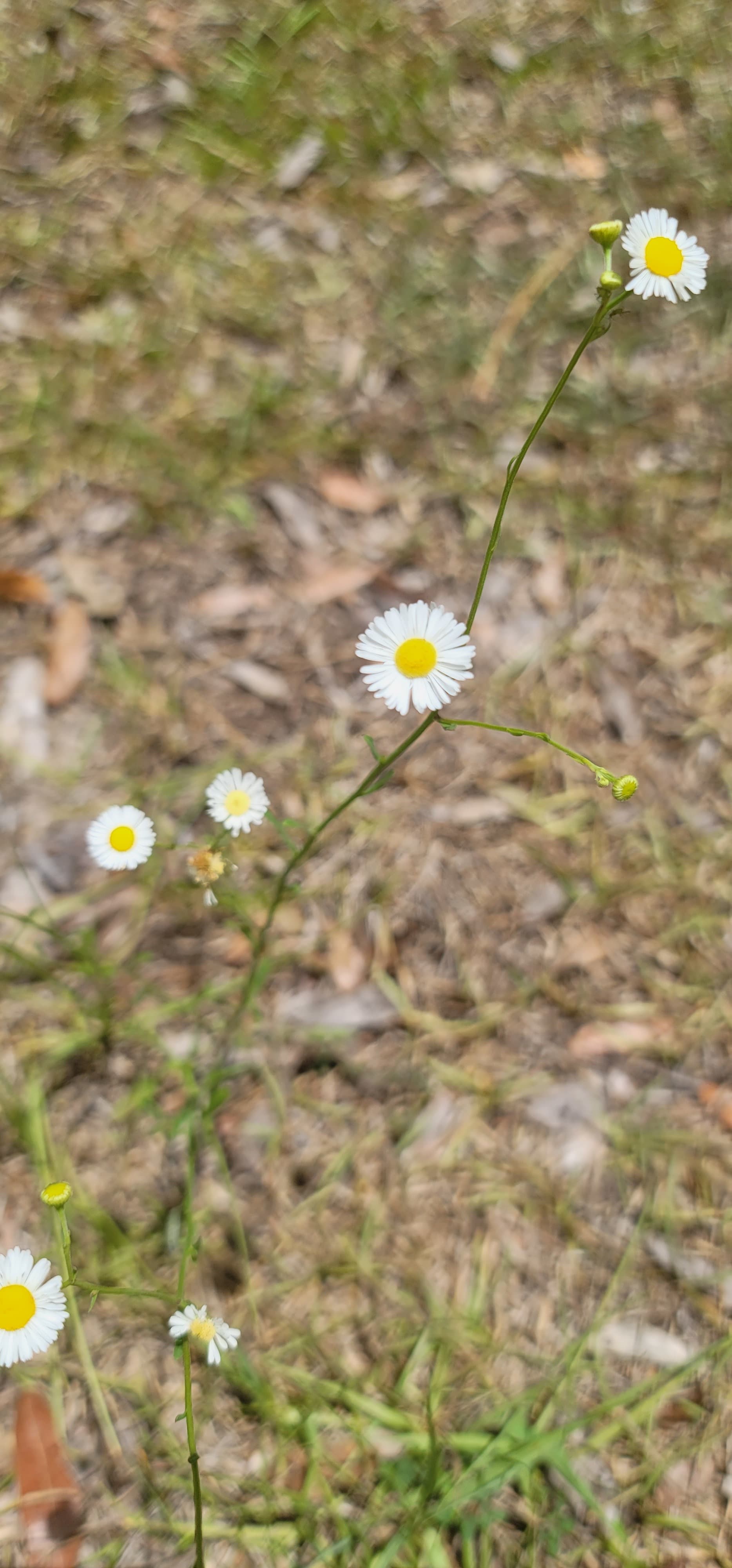 Ahyoka 🌻 banner image