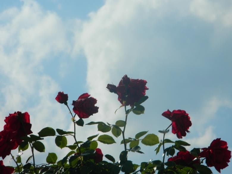 Diosa Luv banner image