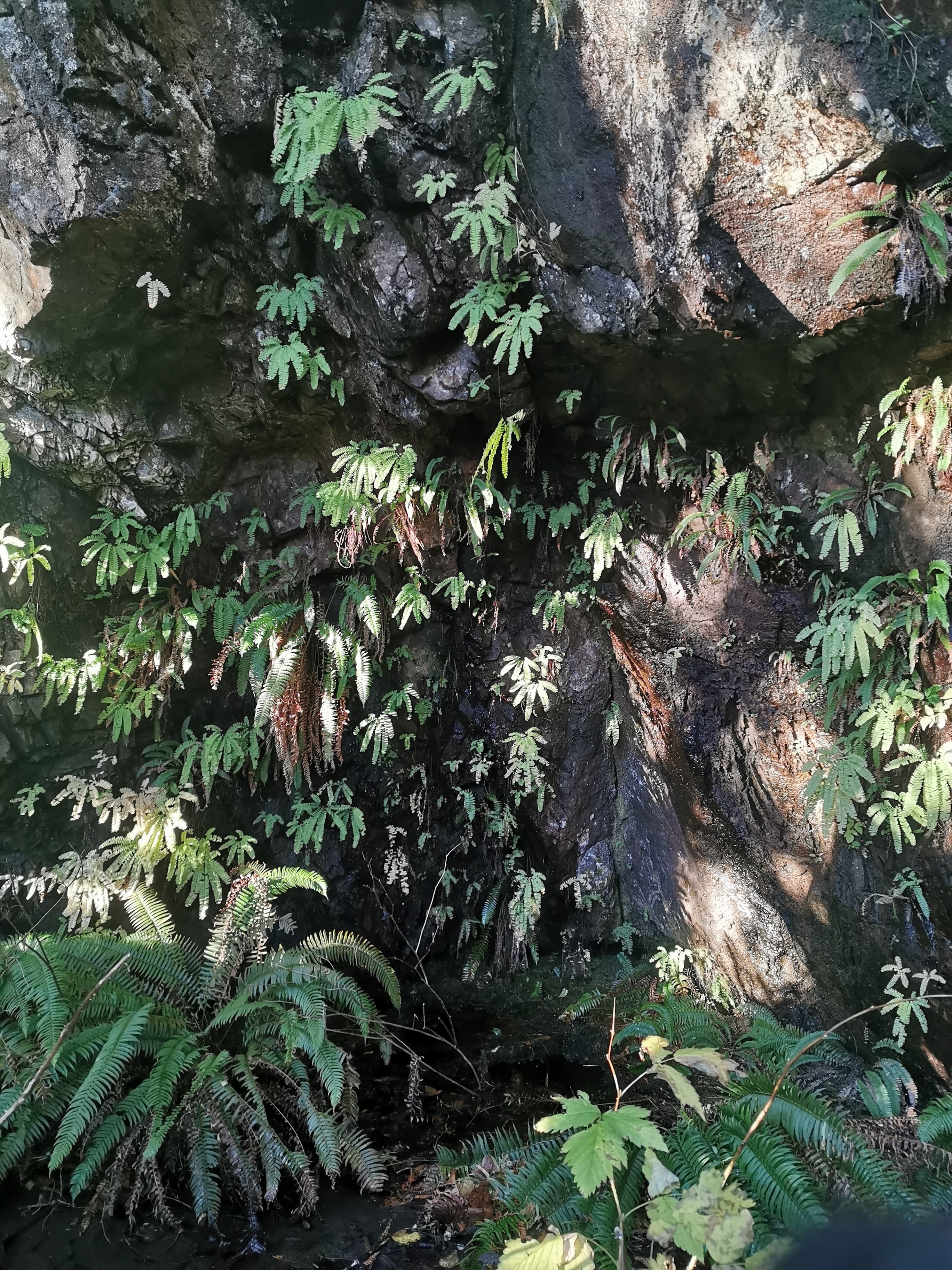 Forrest Goddess🌲💚 banner image