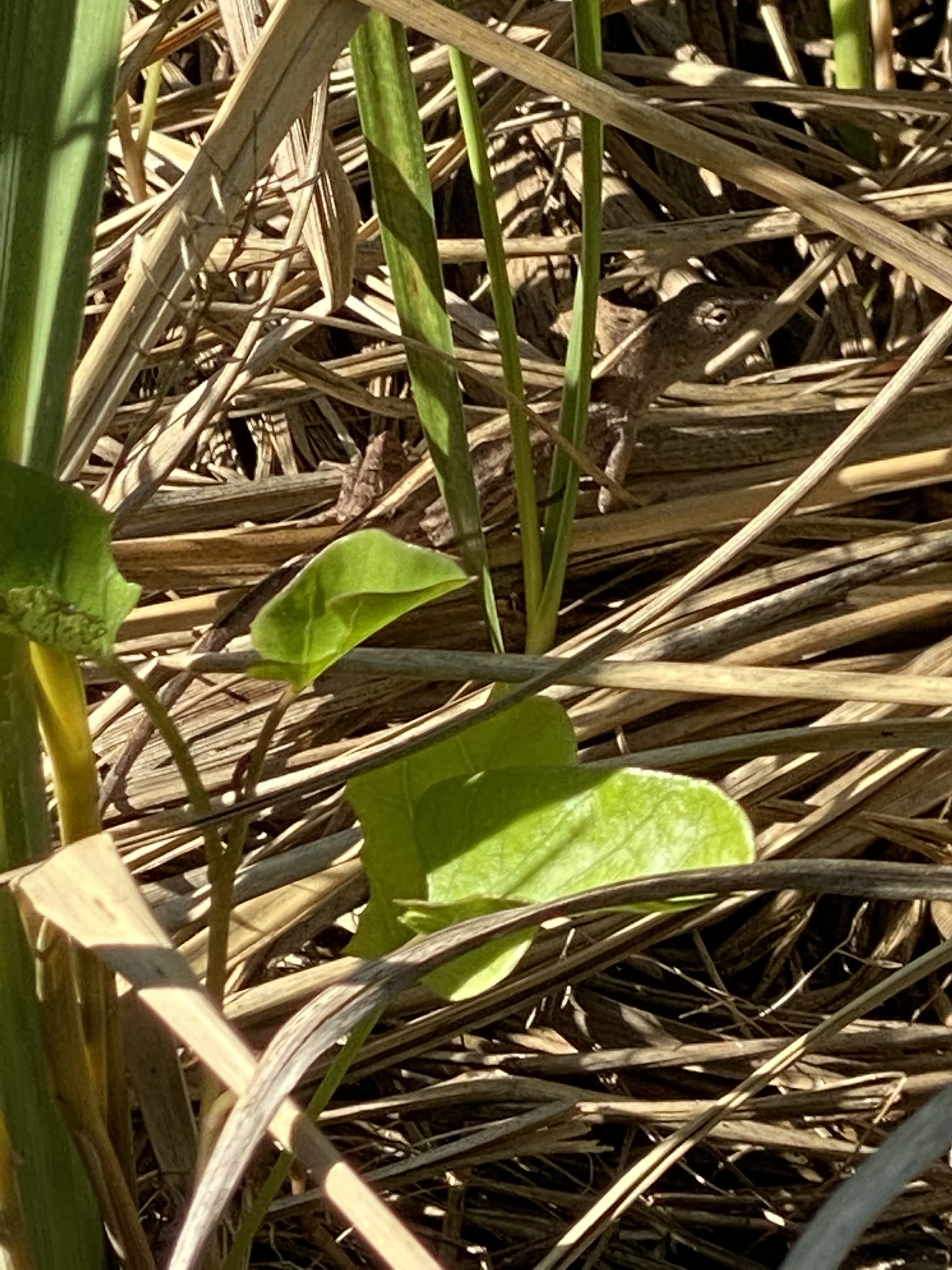 Jordan Lake banner image