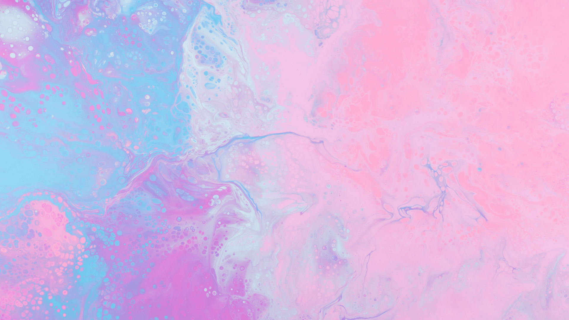 A Bear and A Fox banner image