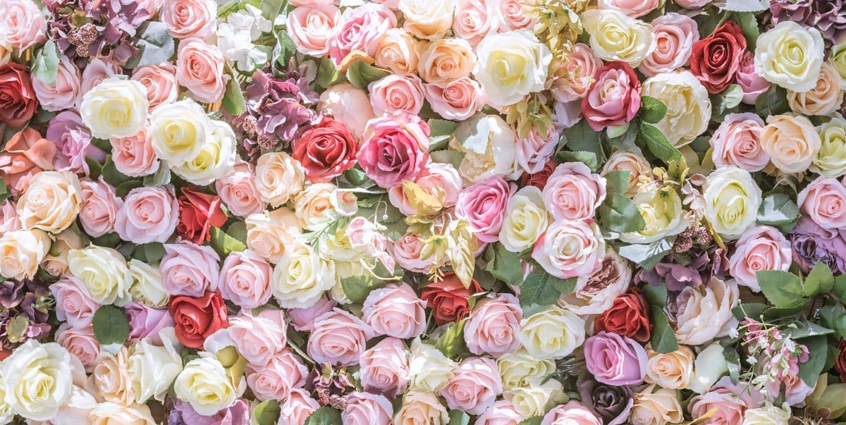 Anna Rose banner image