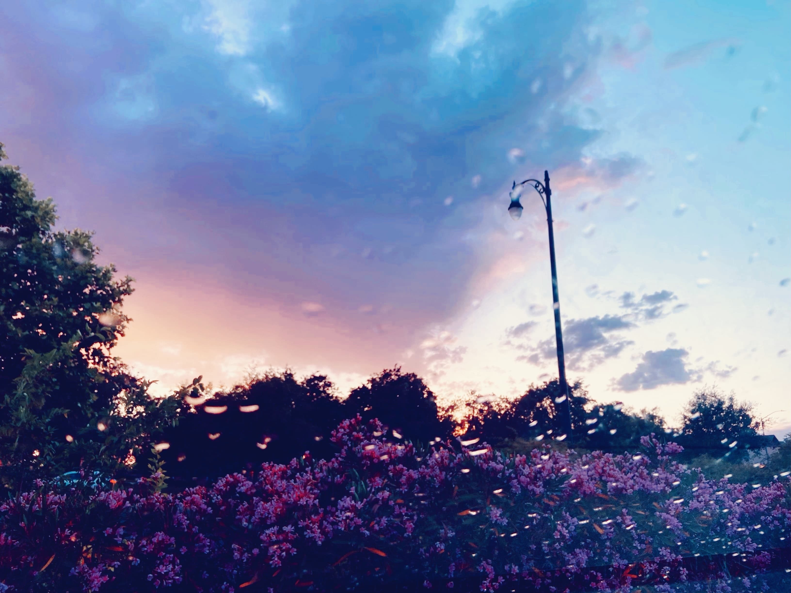 Crystlerose banner image