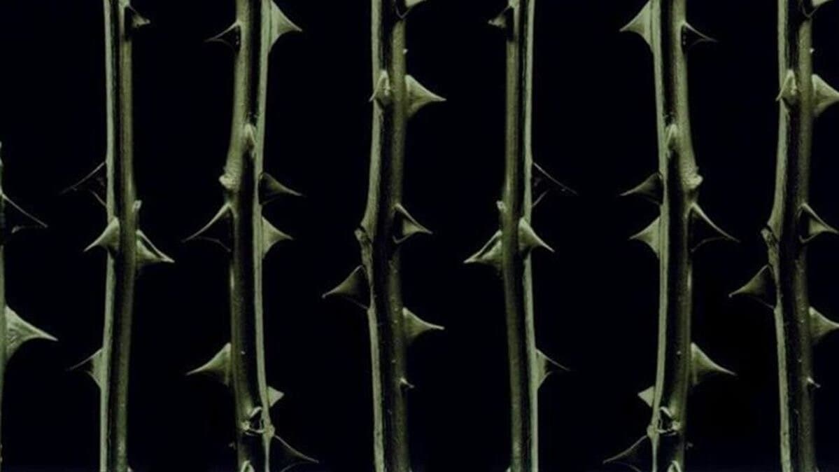 ivy <3 banner image