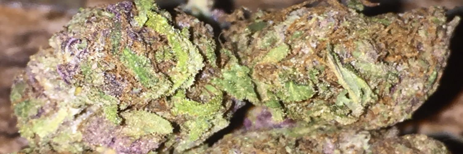 Anita Sativa banner image