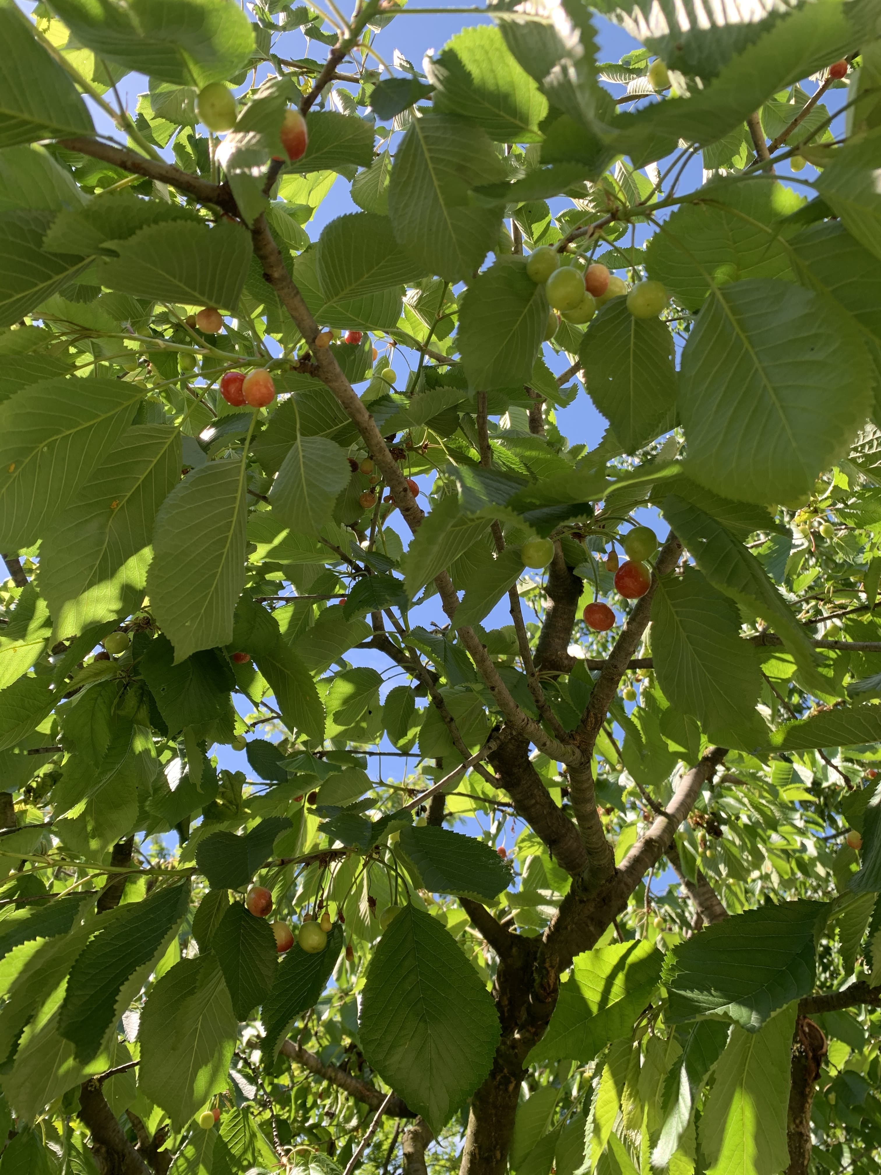 Bella Palm 🦋 banner image