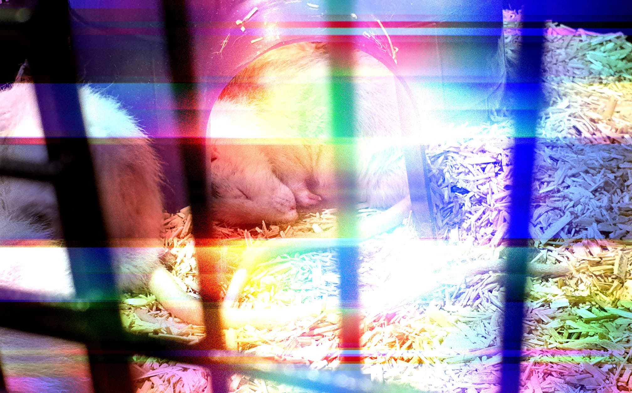 Chad Mojito banner image