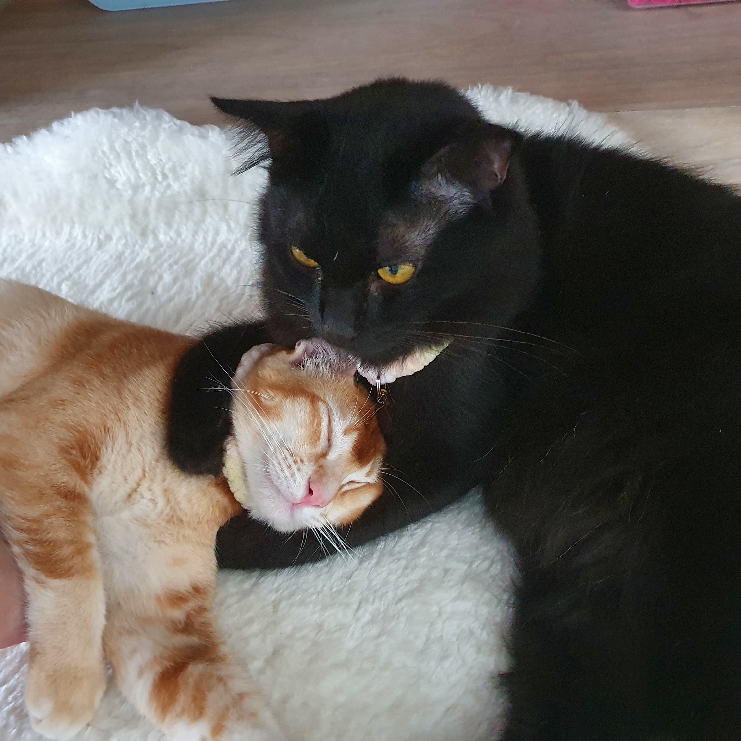 GGEZPZcatbellyphotos banner image