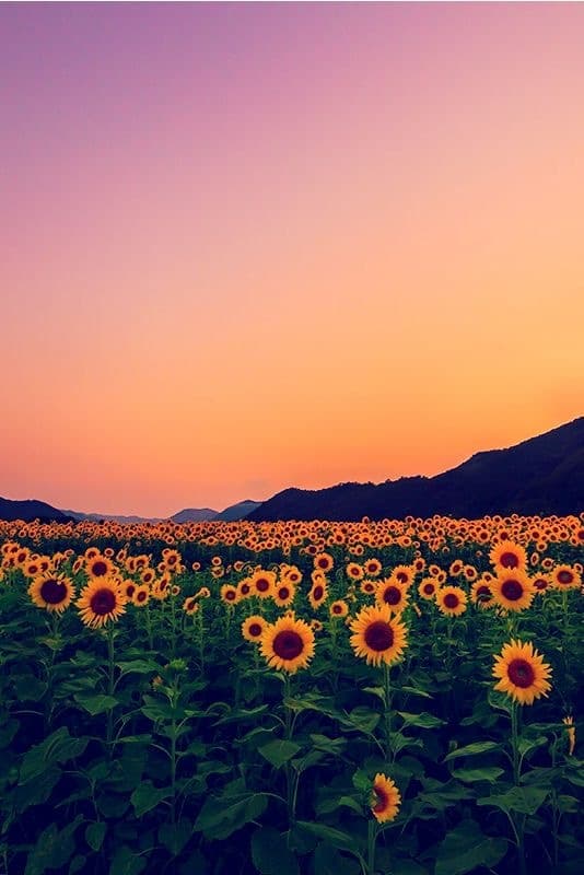 Lily Luna π» banner image