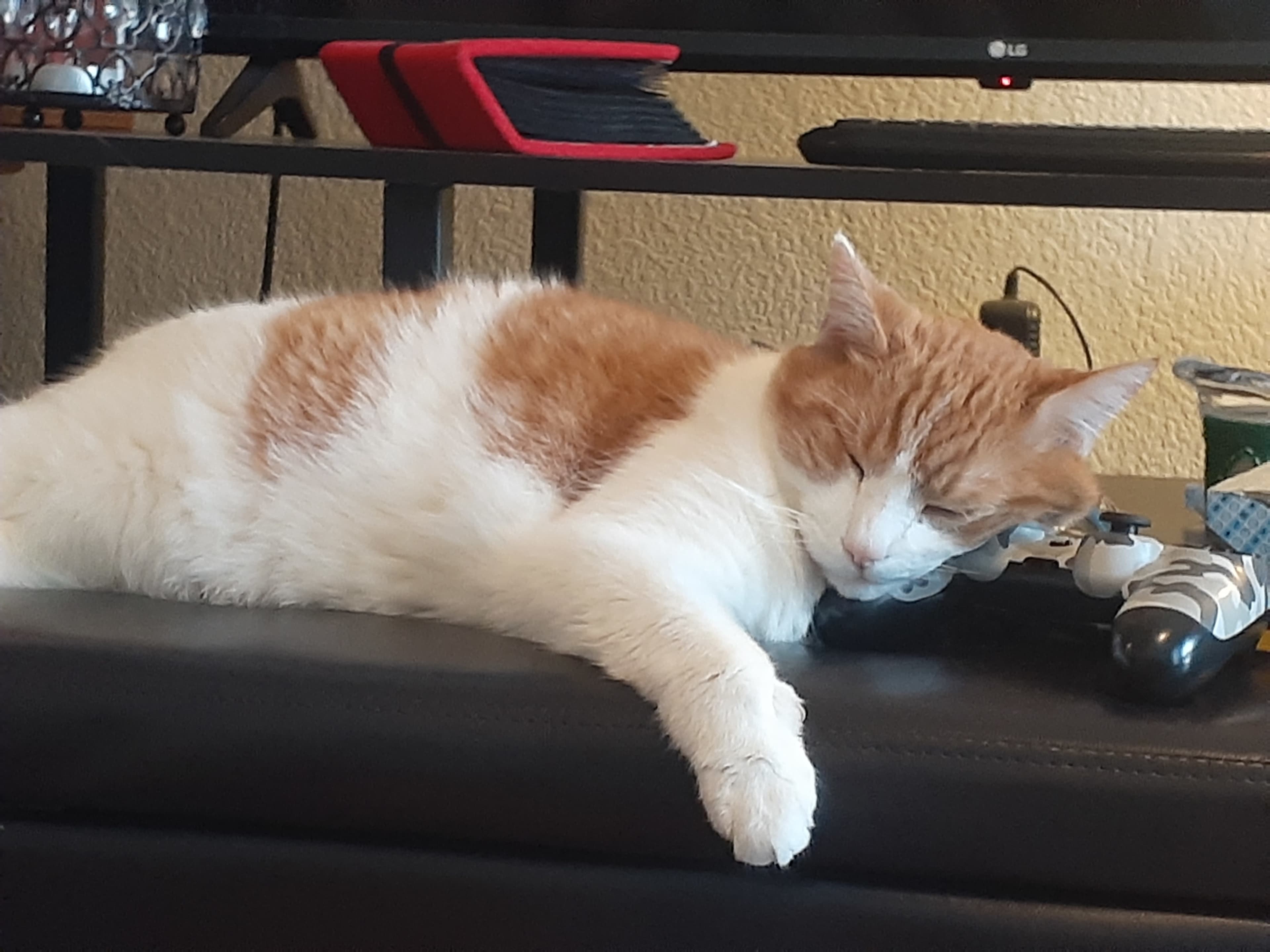 TofuKitty banner image