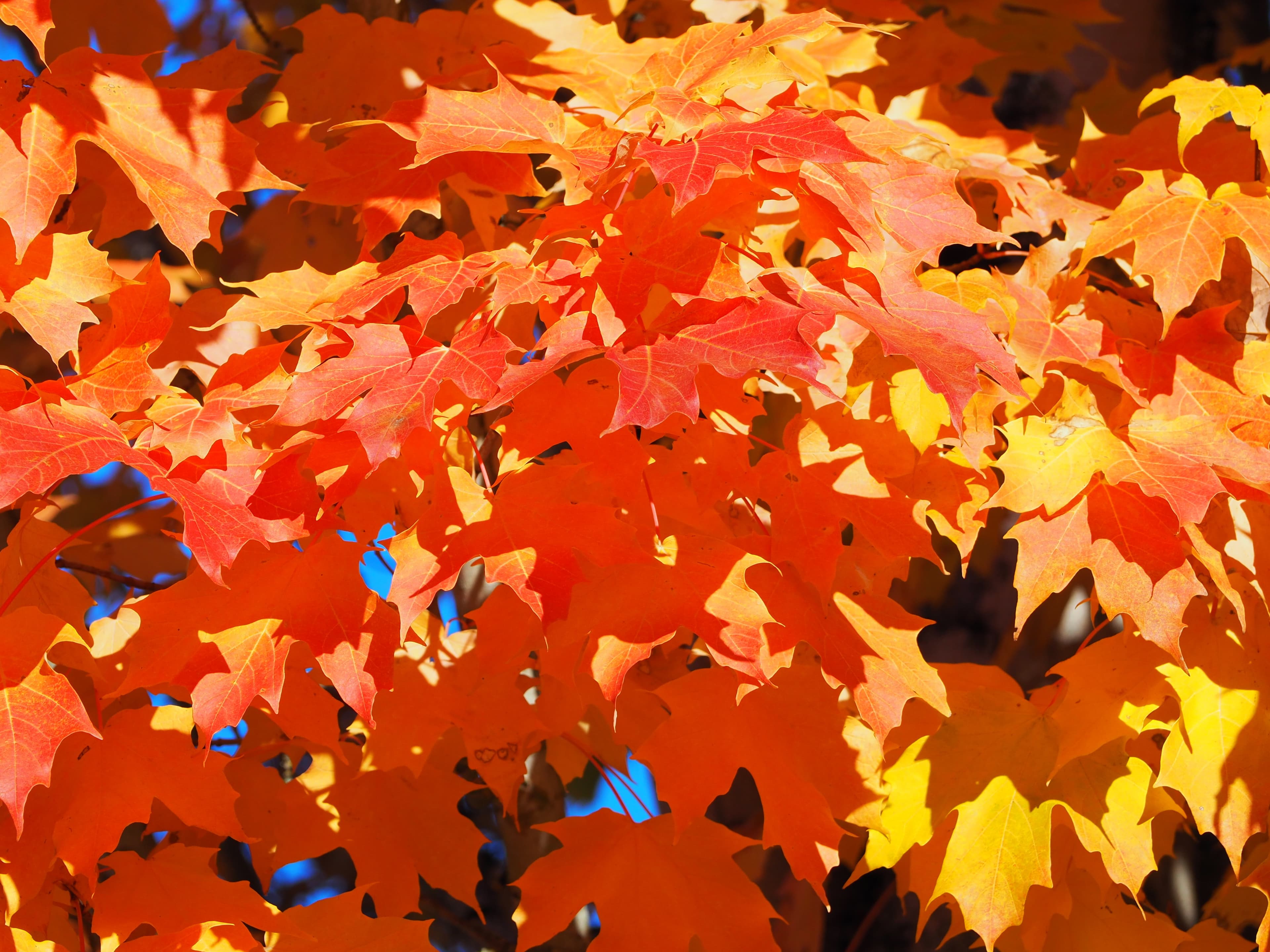 Ginger banner image