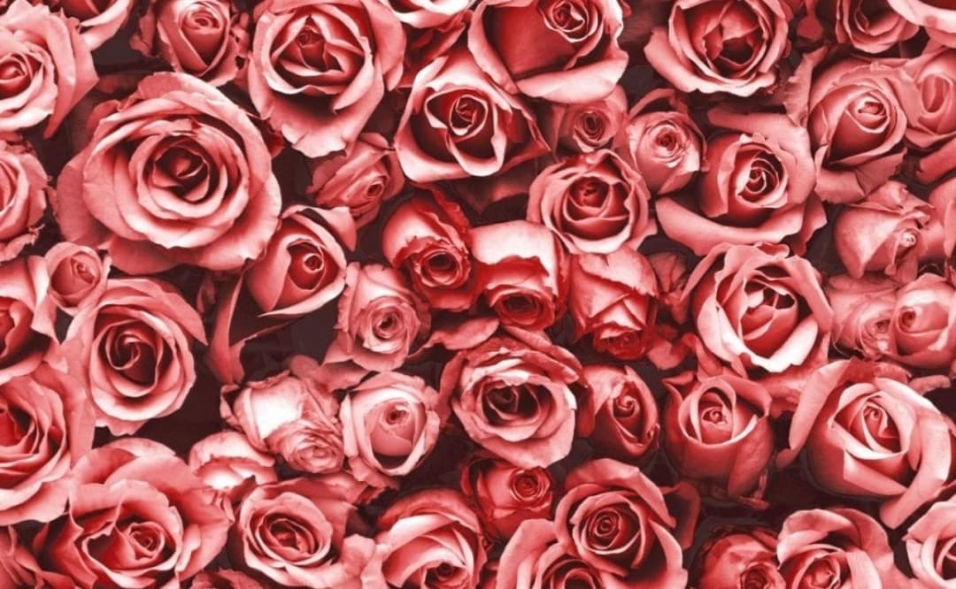 S banner image