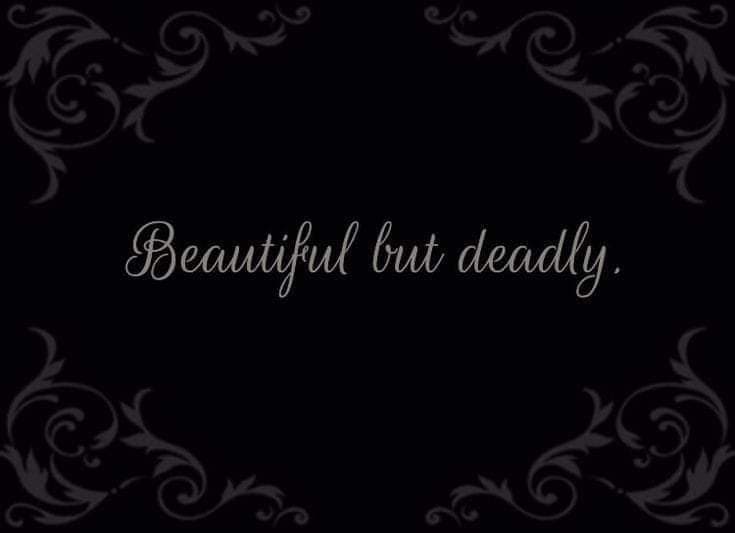 Kelz D banner image