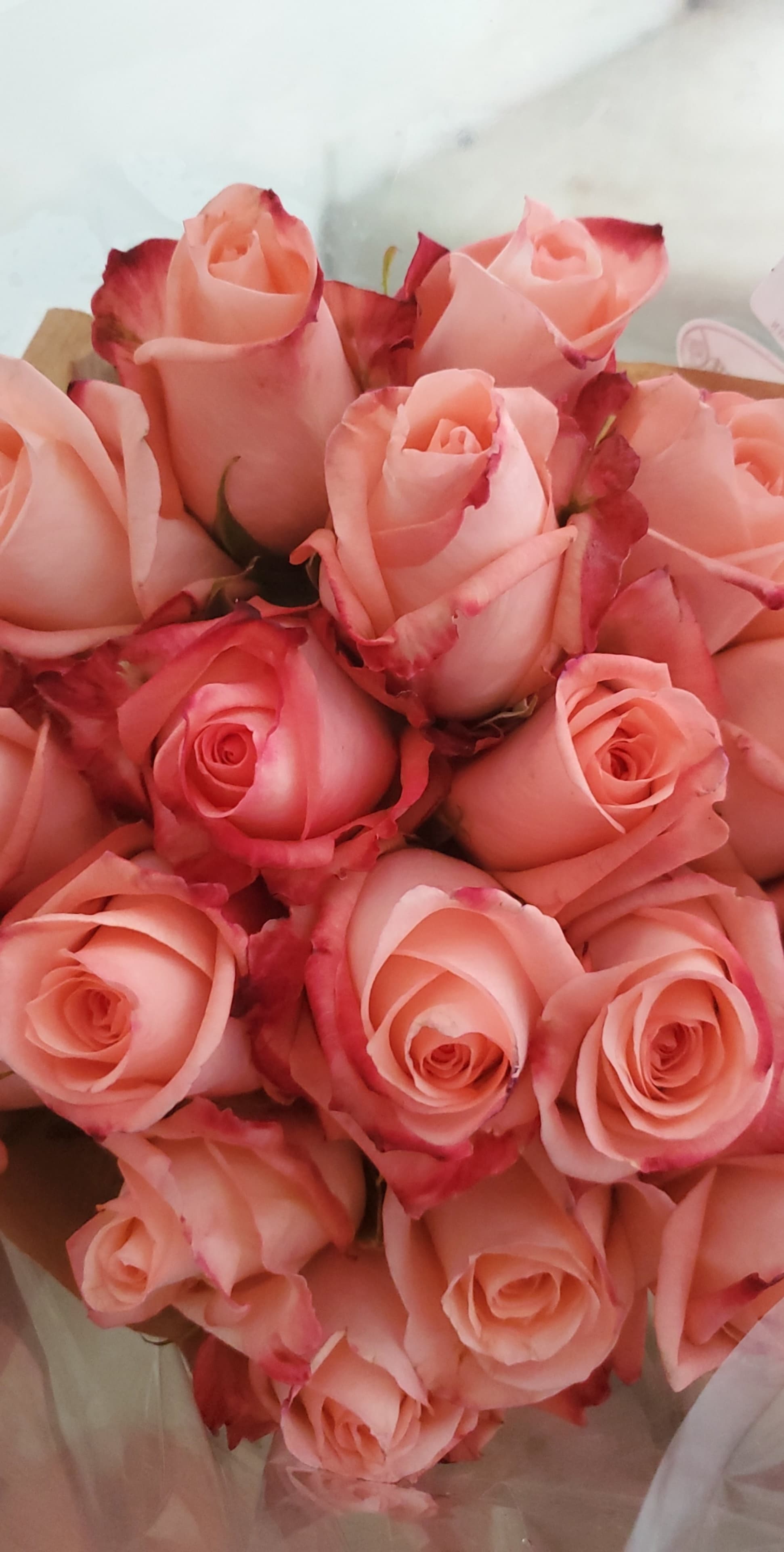 Amy banner image