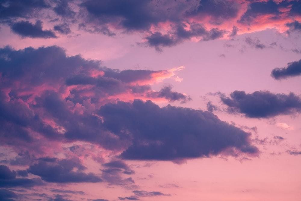Rose banner image