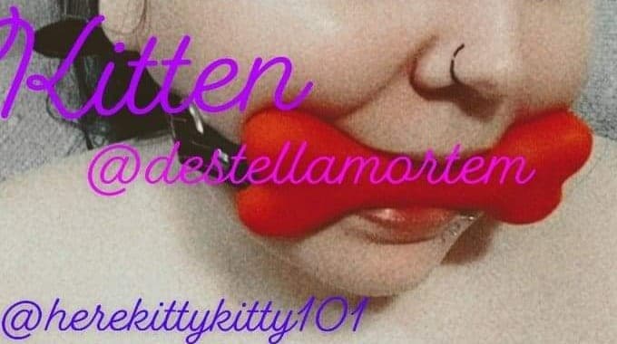 Kitten banner image