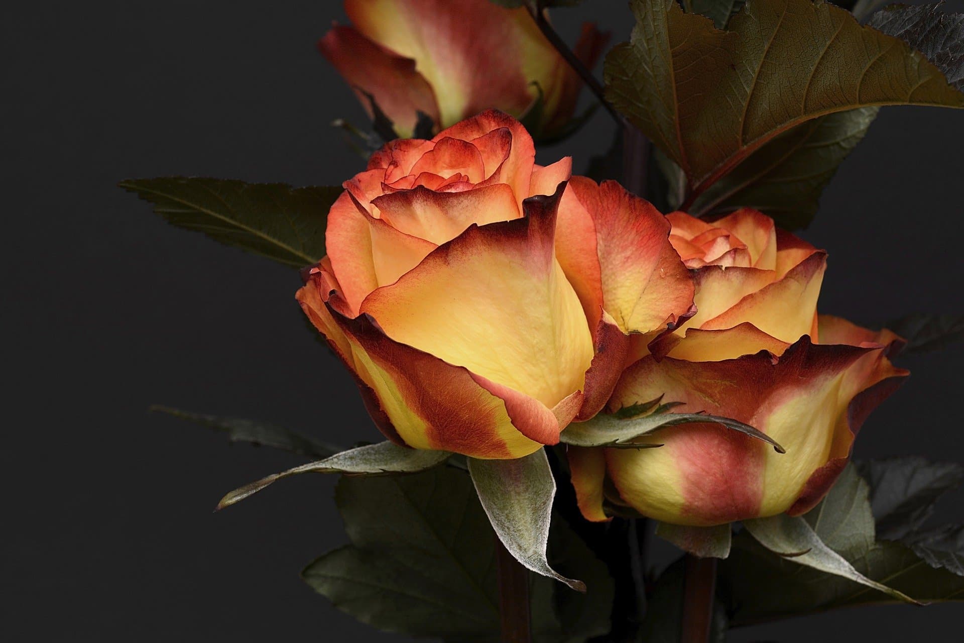 Victoria Ramierz banner image