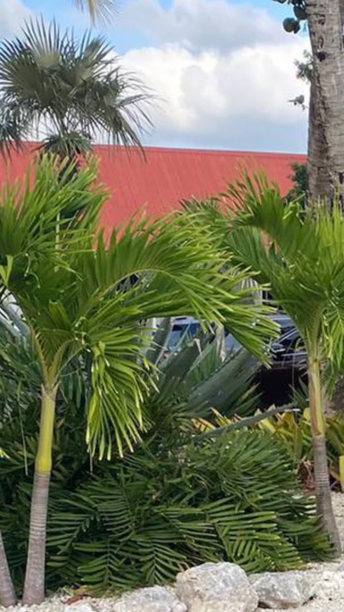 PrincessJamaica banner image
