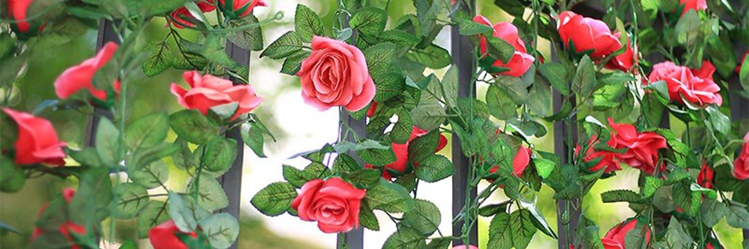 Rose 🌹 banner image