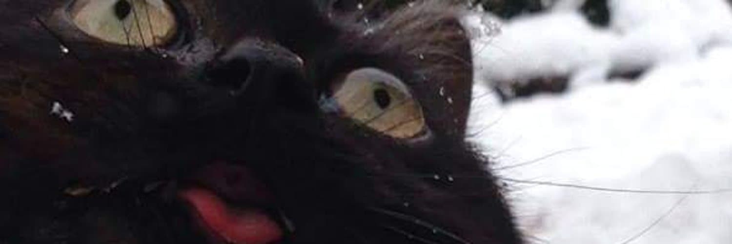 mrkittymeyers banner image