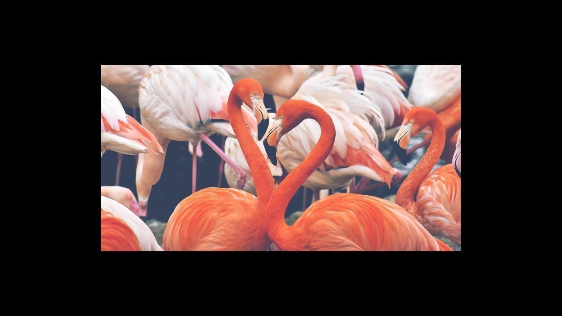 Pinkie Flemé banner image