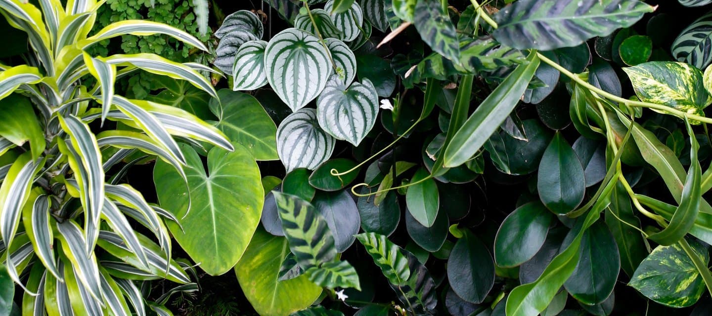 Wh0reticulture banner image