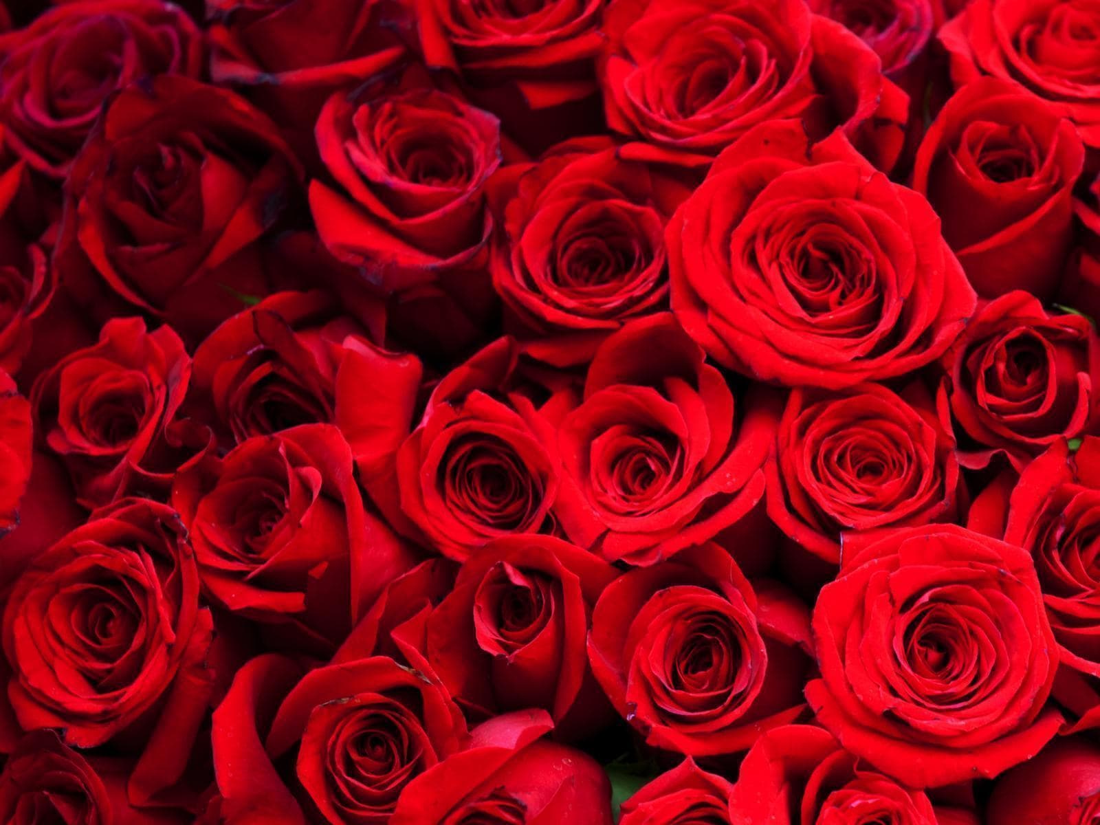 Marilyn La Rose banner image