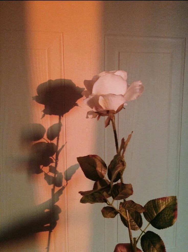 Rose Bloom banner image