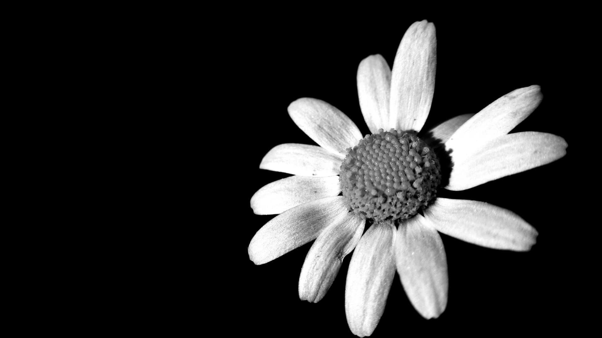 Bea banner image