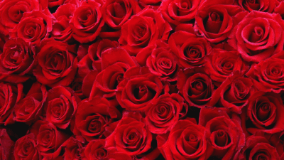Roussbell Perdomo banner image