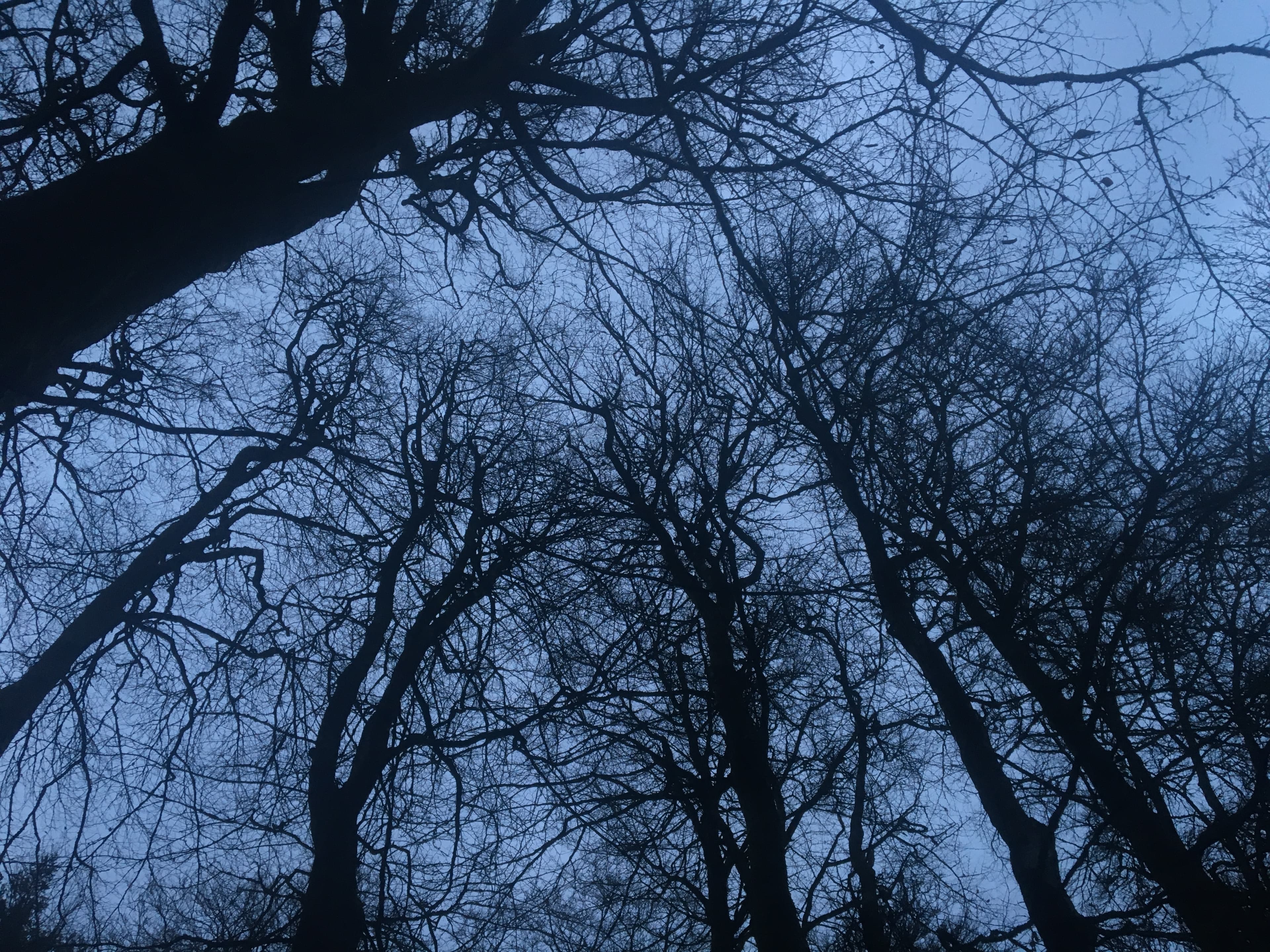 nev banner image