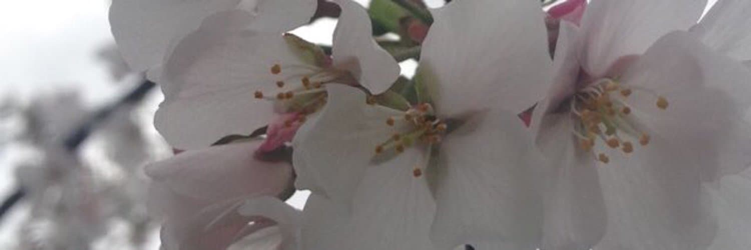 Rose🌹 banner image