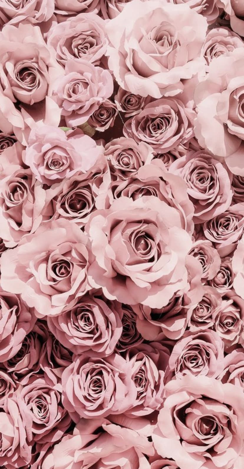 Chanel Dior banner image