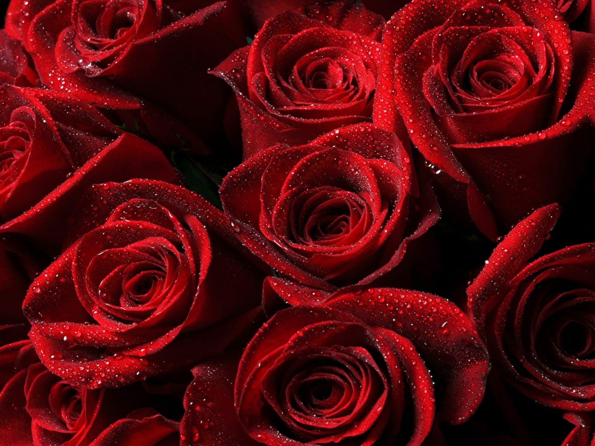 Scarlett_Red banner image