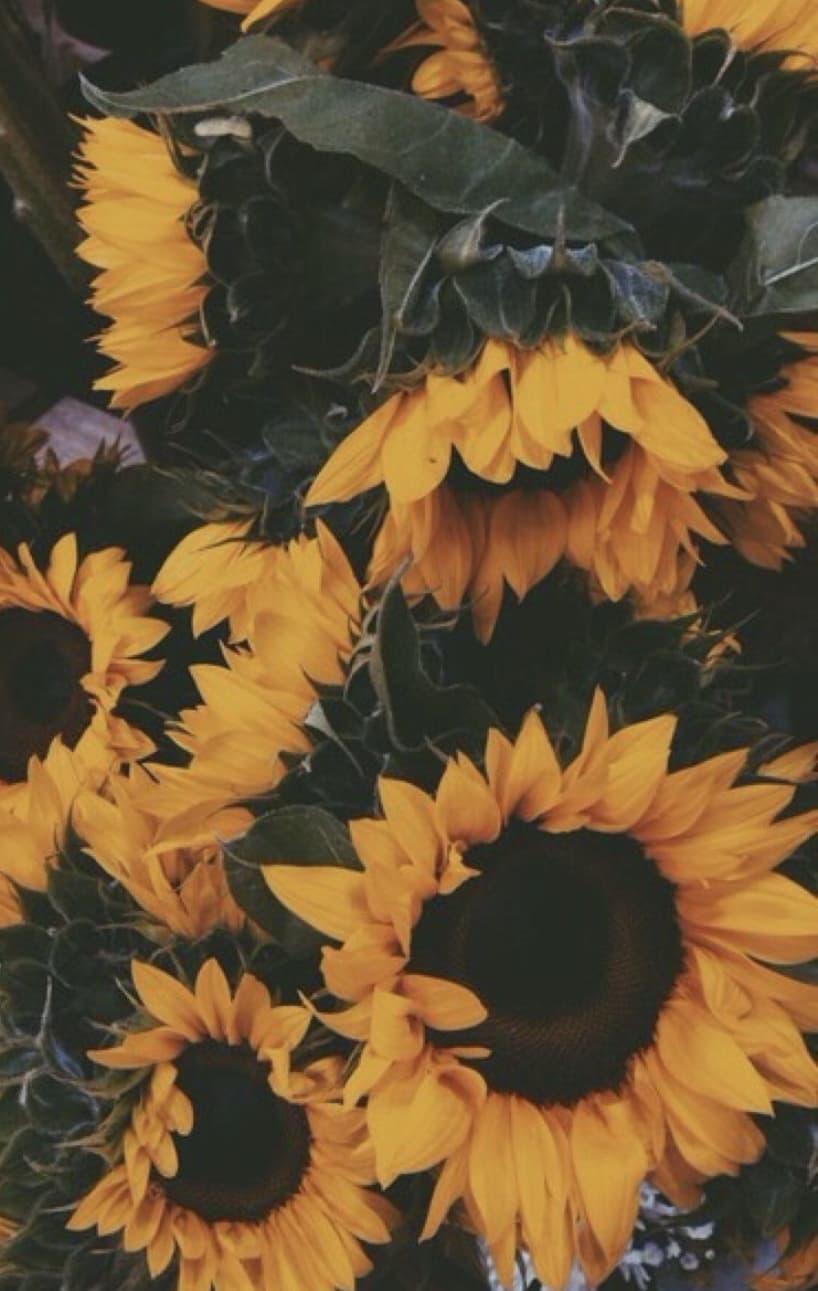 aly banner image