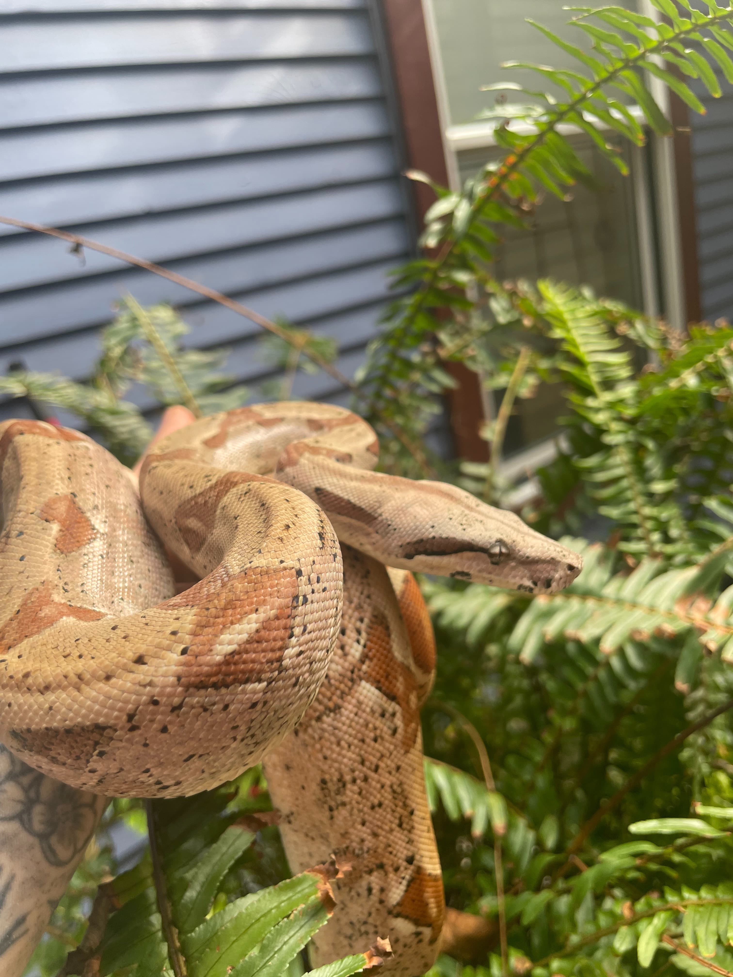 🐍 banner image