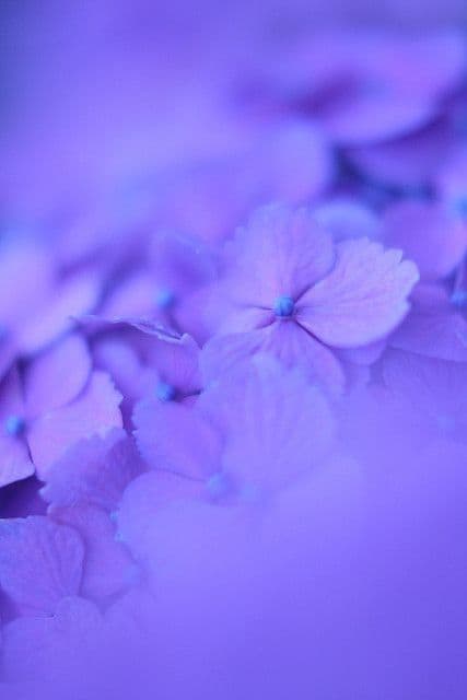 Brittany Lanier banner image